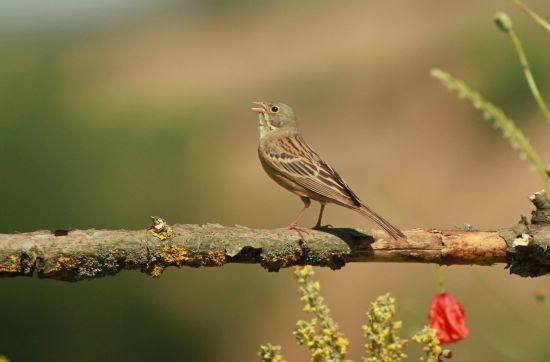  ������� ���� �������� ������� �������� ������ 