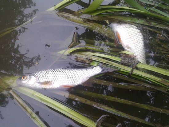 ����: ru.tsn.ua