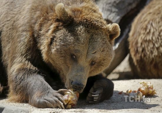  ����������� ������� ����� ��������� ���� ������ 