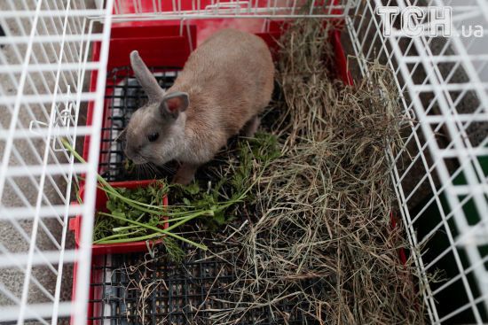 ����: ru.tsn.ua