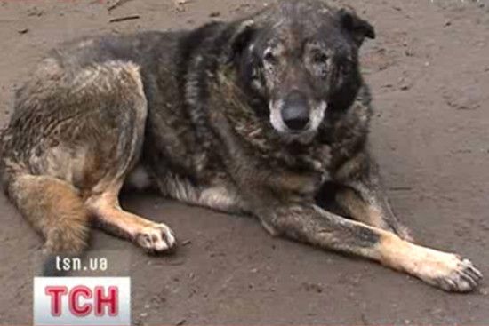 ����: ru.tsn.ua