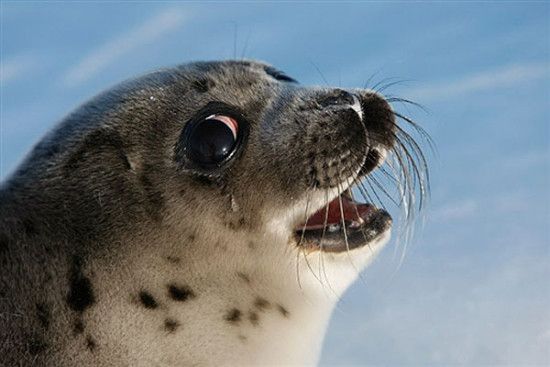  ������ opera ���� 