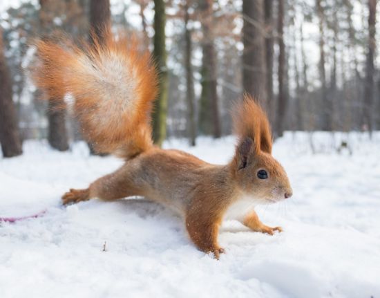  �������� ����� ����������� ������� 