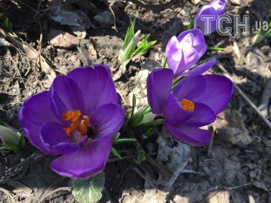  �������� �������� ������� 