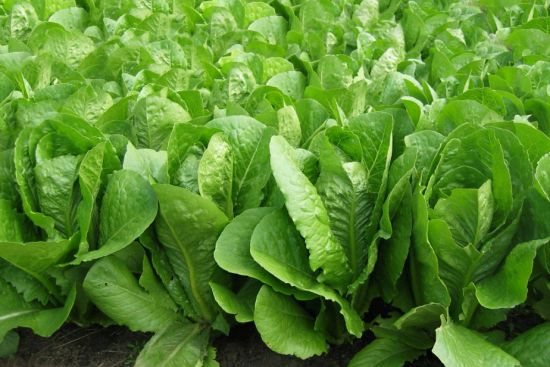  ���������� ����������� ��� ����������� ������ ������ 