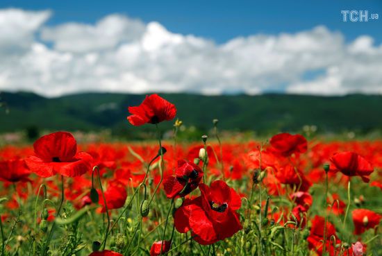  ����������� ������� ��������������� 