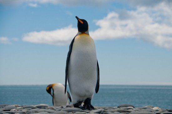  ��������� ������� ������ ����������� ������ ����������� 