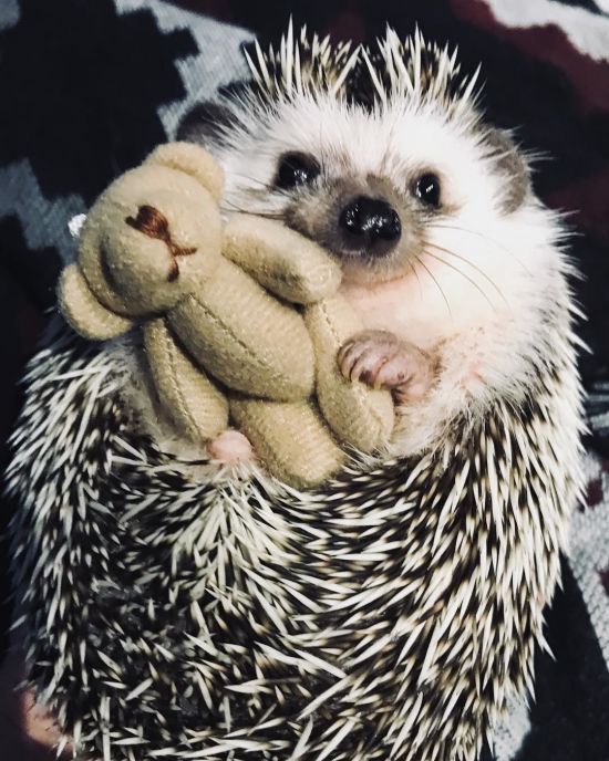  �������� �����-��������� ��� ������ ���������� ������ instagram ������ 