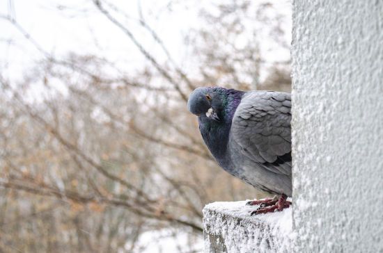  ������������ ���������� ����� ������ ������� ��������� ������� 