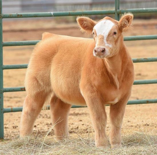  �������� �������� ������ ����� ����� ���������� ���� 