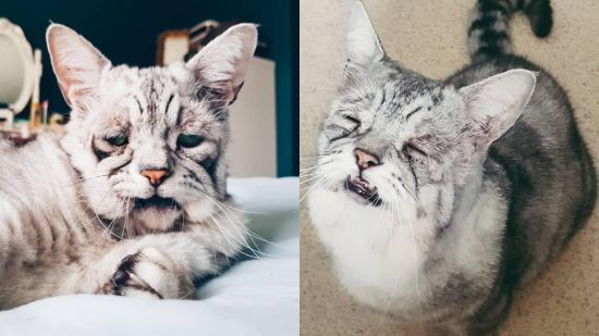   Grumpy Cat:        Instagram