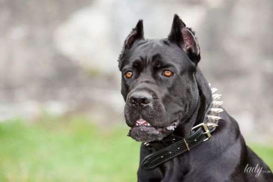 ����: ru.tsn.ua