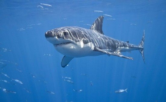  �������� ���������� ����� ���������� ������� ��������� ������� ����� 