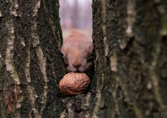  ������� �������� ������� ����������� 7-12 ������� ������ ���������� 