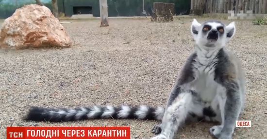  ������� �������� ������� ��� covid-19 ���� 