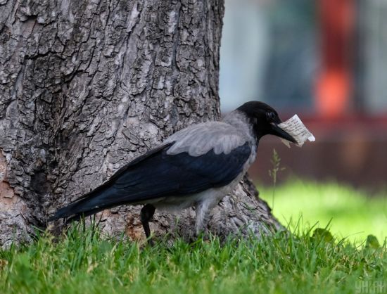  ������ ������ �������� 