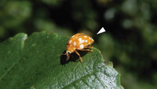  ���� laboulbenia quarantenae ����� 