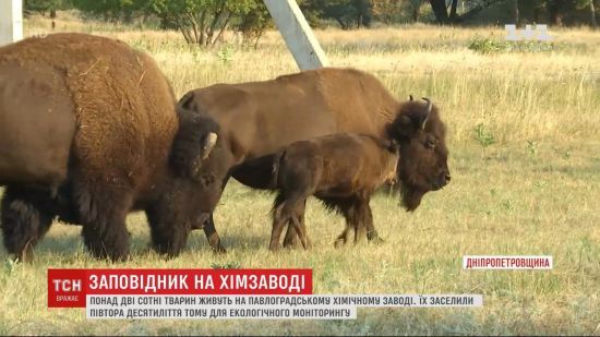  �������� ������ ����� 