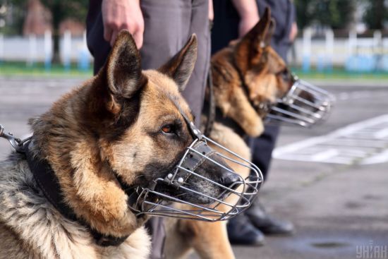  ����� covid-19 ������ 