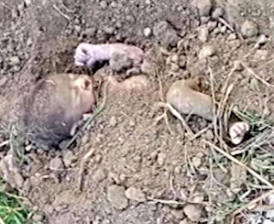  ������� ������� ���� 