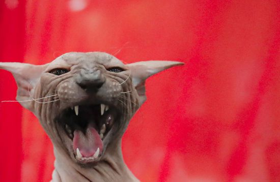  ������ alexa ���� ��������� 