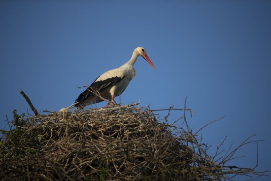 ����: ru.tsn.ua