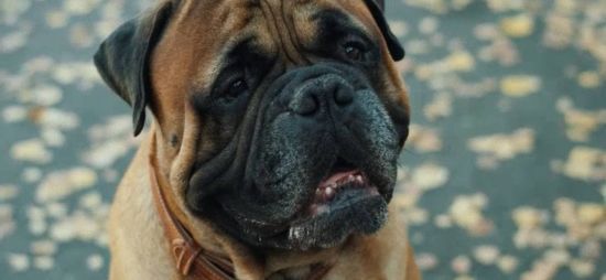  ���� ����� megogo ������ 