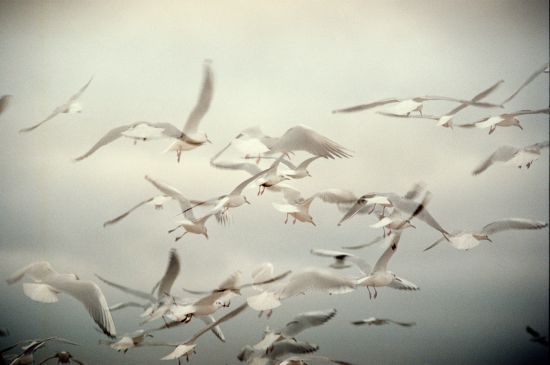  ������ ���� �������� ������� �������� ������ 