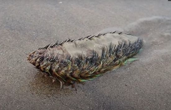  �������� ����� ���-������ ��� ����� 