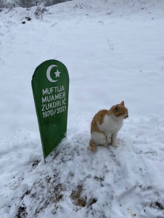  ��� ���� lavbosniak ������ 