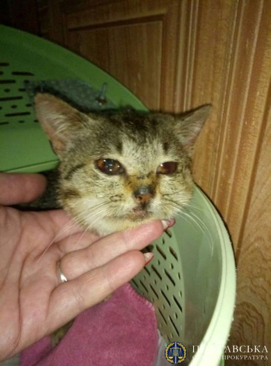 ����: ru.tsn.ua