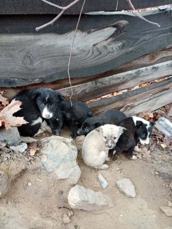  ������ ����� ��� ����������� �������� �������� 