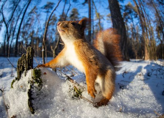 ����: ru.tsn.ua