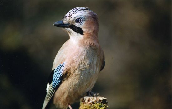  ����� ����� ����� 