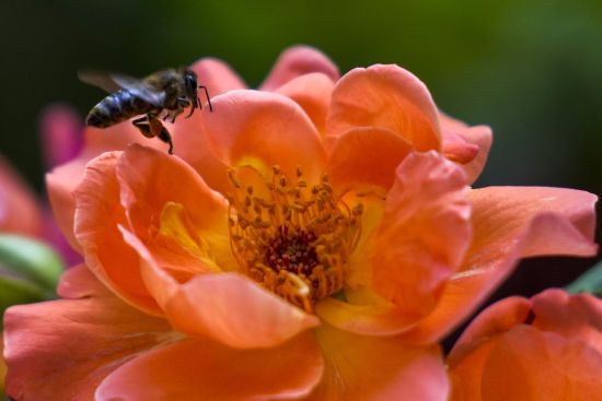  ��������� ������ ������� ���� 