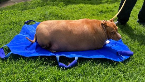  spca ����� �������� 