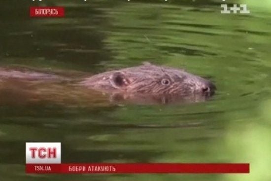 ����: ru.tsn.ua