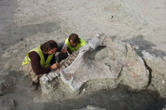  ���������� ������ ���� qunkasaura ������ ���� ������ ��� 