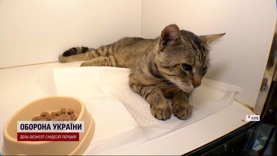 ����: ru.tsn.ua