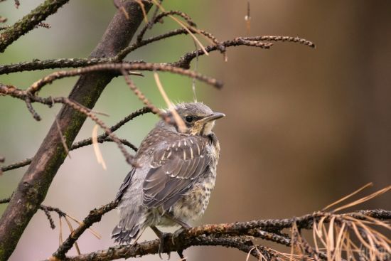 ����: ru.tsn.ua