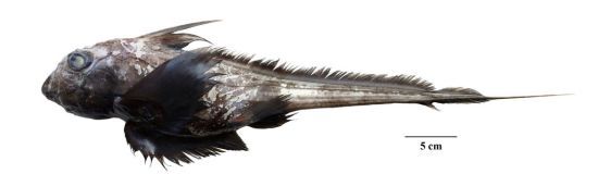 ����: ru.tsn.ua