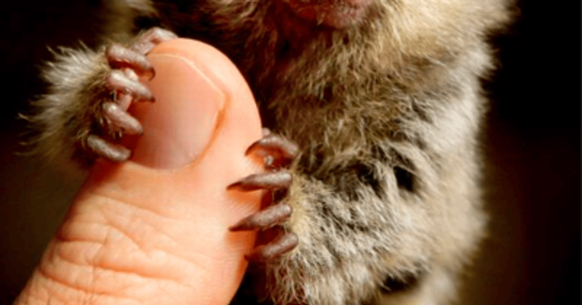 Найменший примат світу мешкає у Південній Америці