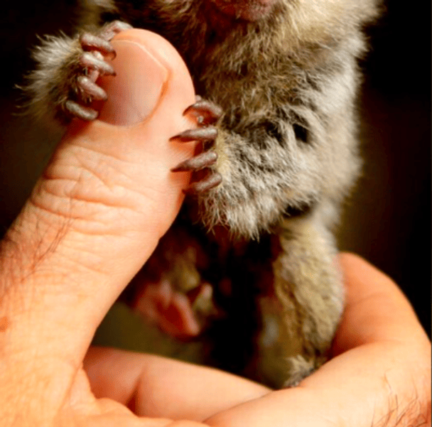 Самая маленькая в мире обезьяна может поместиться в ладонь: как она выглядит (фото)