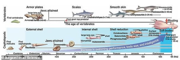 Розмір гігантського восьминога / © Science