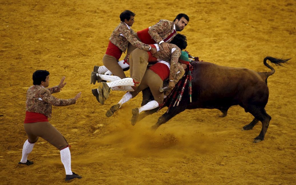 Тореадоры во время боя быков в Лиссабоне. В столице Португалии начались традиционные соревнования, во время которых тореадоры ловят быков голыми руками. / © Reuters