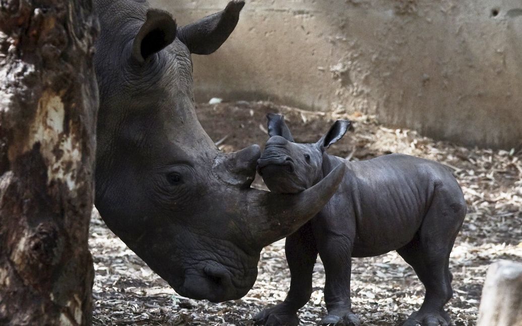 Новорожденный носорог стоит рядом с его 6-летней матерью в зоопарке близ Тель-Авива. 24 августа в израильском зоопарке &ldquo;Сафари&rdquo; самка носорога родила детеныша, тоже самку. Новорожденный чувствует себя хорошо. Носорогов привезли в Израиль из Африки, где они находились под угрозой вымирания. / © Reuters
