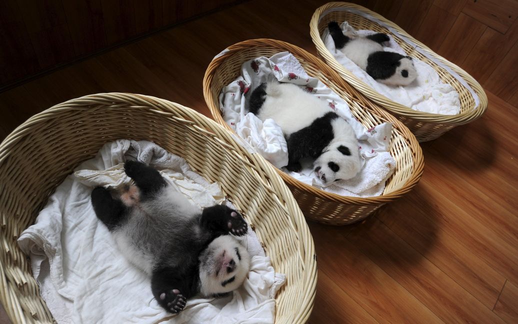 Маленьких панденят в возрасте от недели до двух месяцев впервые показали посетителям в исследовательском центре в Китае. Всего в этом году в центре родились 10 малышей гигантских панд. / © Reuters