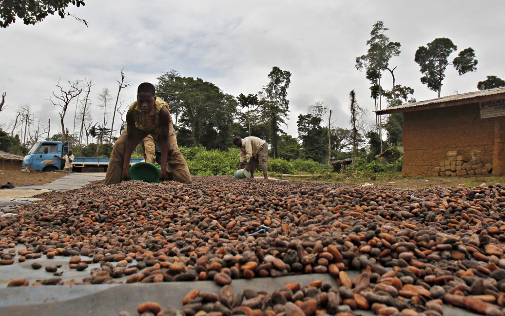 Рабочие сушат какао-бобы в одном из сел в африканской Республике Кот-д&#039;Ивуар (Берег Слоновой Кости). Эта страна является одним из крупнейших производителей какао в мире. Нынешний урожай должен быть высоким. Однако из-за засухи ожидают, что следующий урожай будет плохой, поэтому какао может существенно подорожать / © Reuters