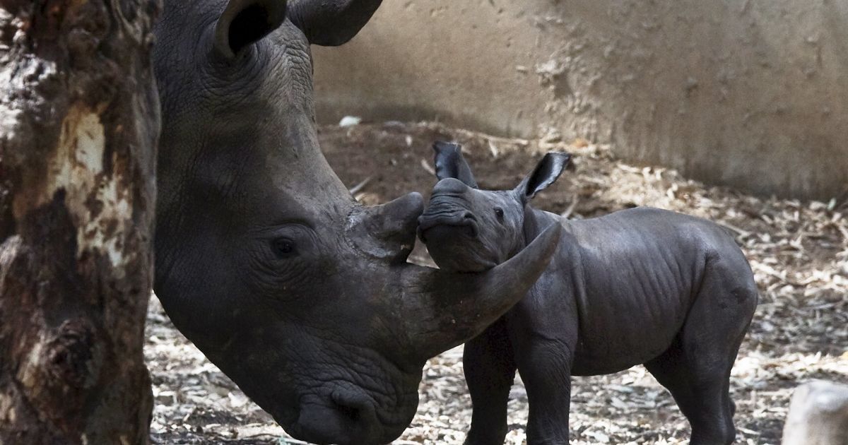 Новорожденный носорог стоит рядом с его 6-летней матерью в зоопарке близ Тель-Авива. 24 августа в израильском зоопарке &ldquo;Сафари&rdquo; самка носорога родила детеныша, тоже самку. Новорожденный чувствует себя хорошо. Носорогов привезли в Израиль из Африки, где они находились под угрозой вымирания. / © Reuters