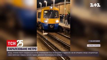 Лебедь парализовал работу лондонского метро в час пик | Новости мира